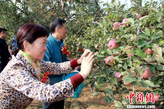 青海民和高原苹果进入采摘季 拉动乡村休闲游