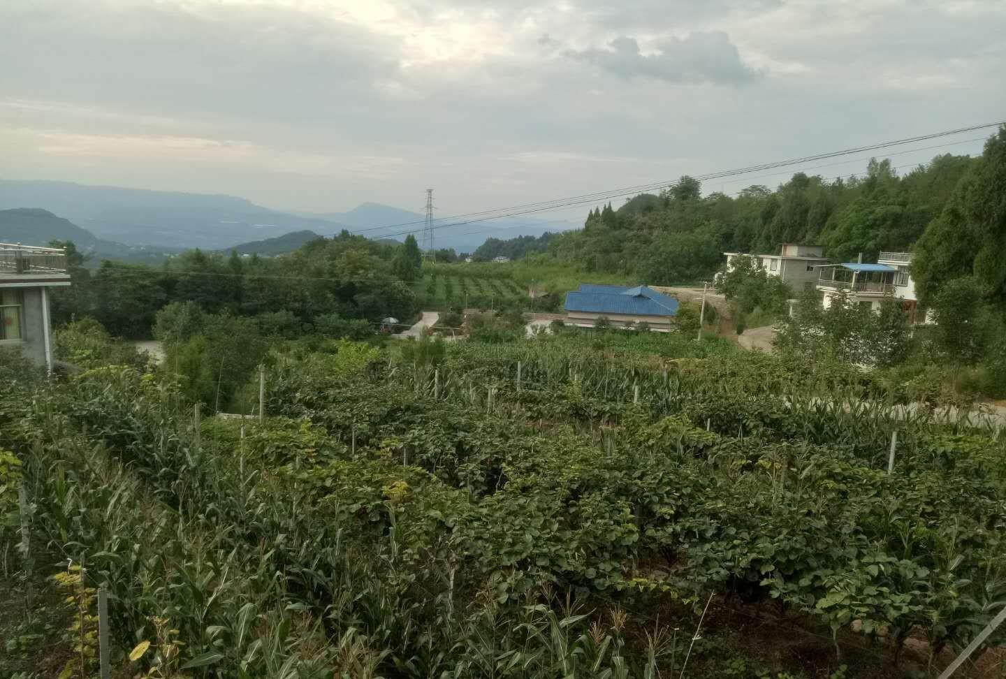 除了蚜虫和红蜘蛛，小麦地里常见的害虫，你认识吗？