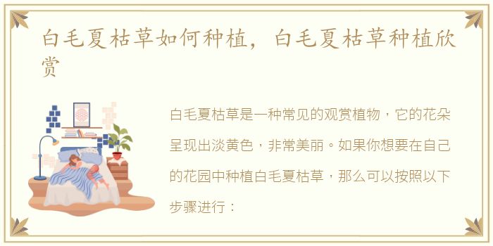 白毛夏枯草如何种植，白毛夏枯草种植欣赏