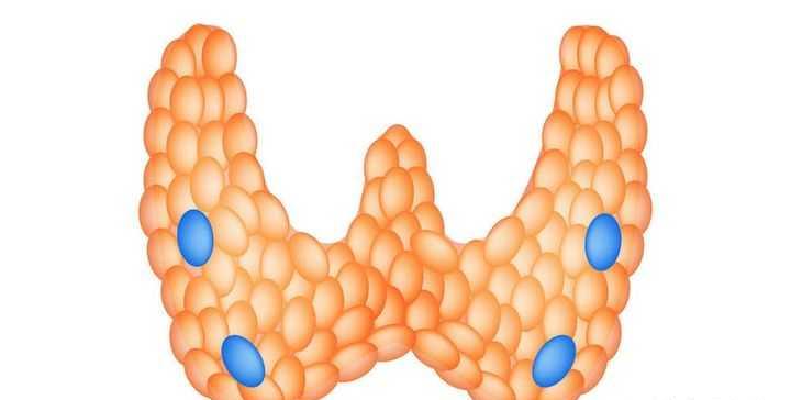 甲状旁腺也属于甲状腺吗？