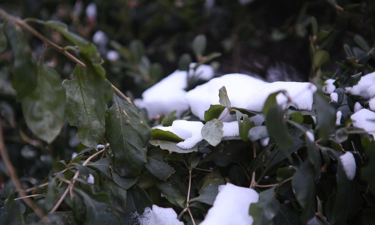 小雪节气到了，老辈人留下了哪些俗语是关于小雪的？表达了什么？