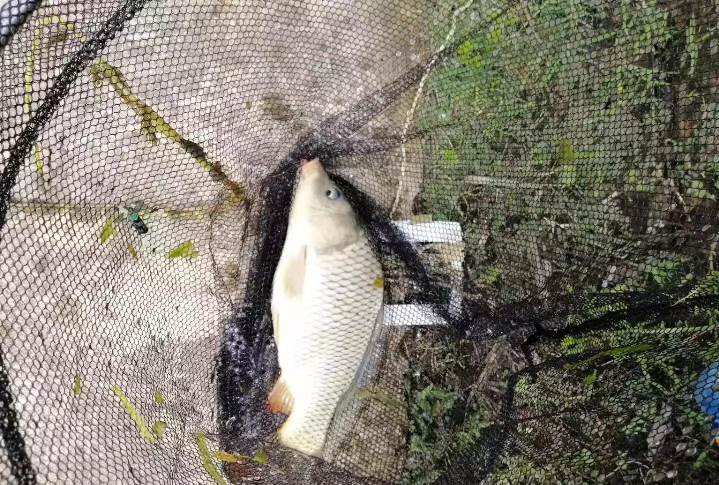 我是个刚起步的台钓发烧友，想请问两个问题，台钓中钓半水什么意思？怎样调灵钓灵？